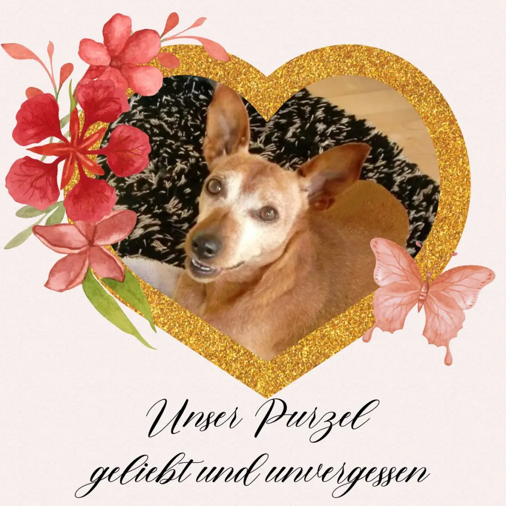 Andachtsbild von Jutta  Axel, Oscar und Rocky 