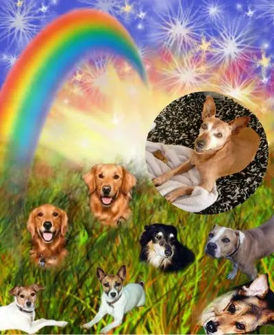 Andachtsbild von 6. Sternchen❤️Gedenktag❤️