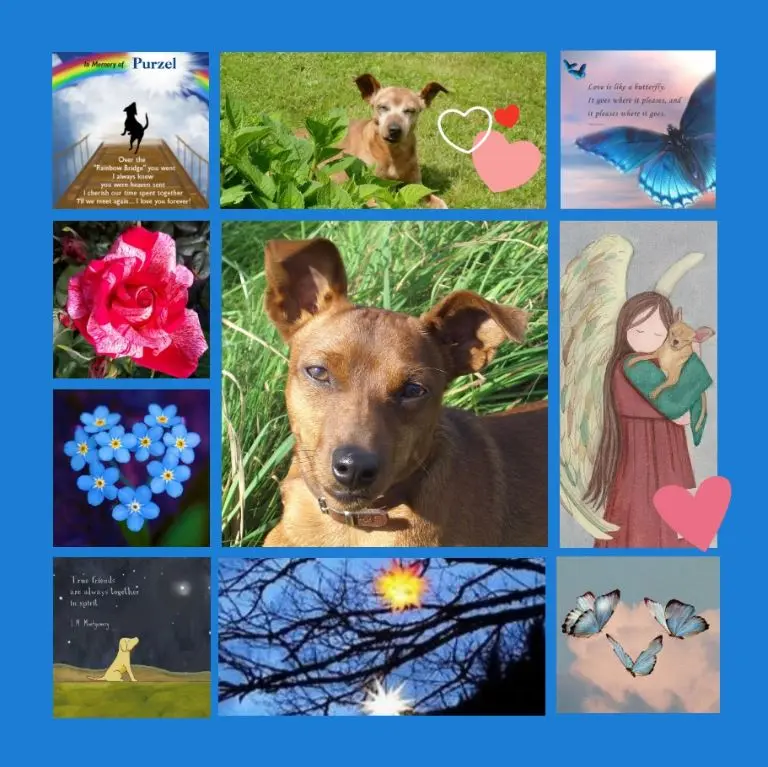 Andachtsbild von Rosen zum 6. Sternchengeburtstag für Purzel