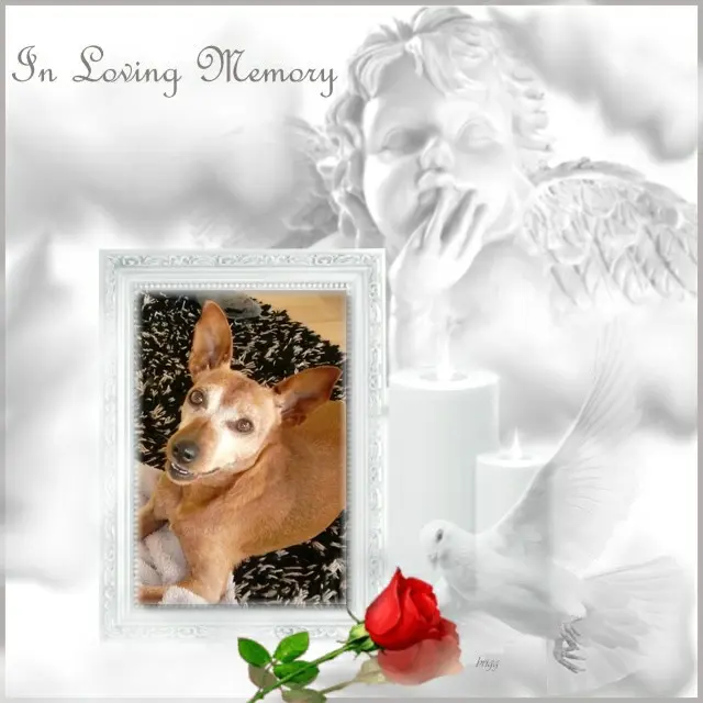 Andachtsbild von 6. Sternchen❤️Gedenktag❤️