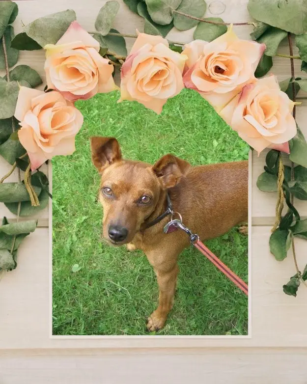 Andachtsbild von Jutta, Axel, Oscar und Rocky 