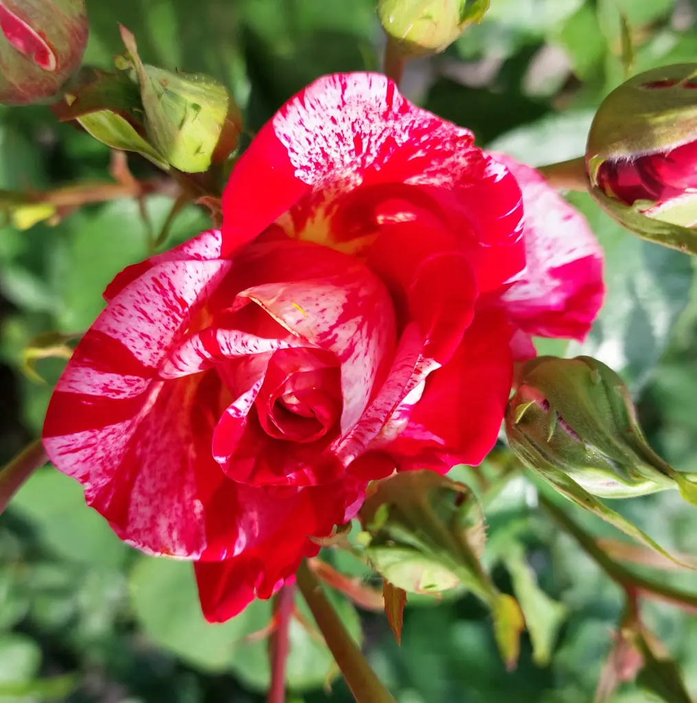 Andachtsbild von Jutta