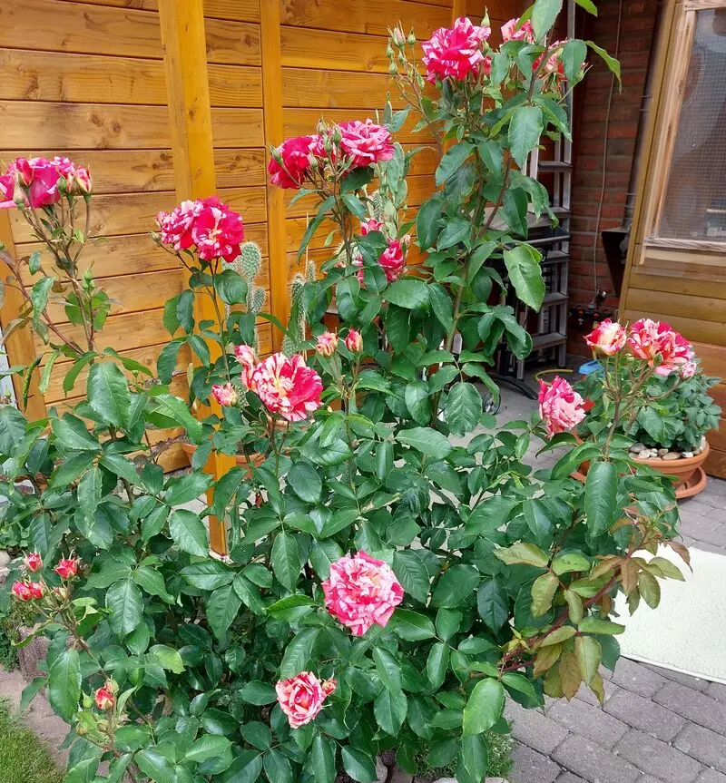 Andachtsbild von Jutta