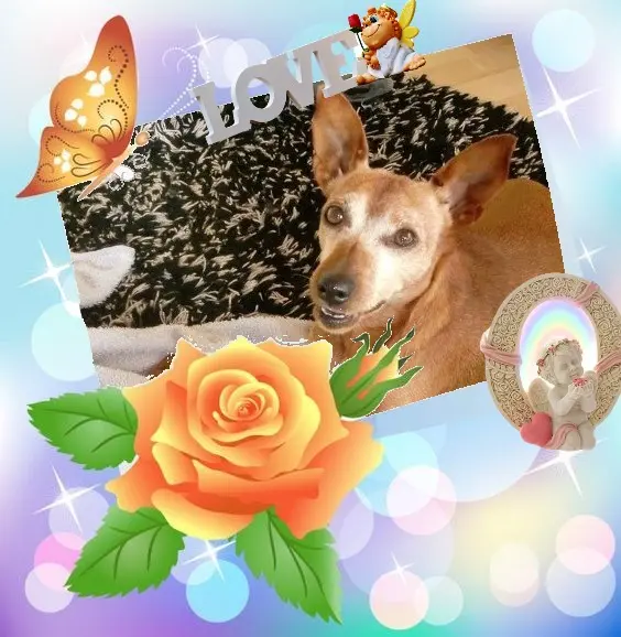 Andachtsbild von Jutta  Axel, Oscar und Rocky 