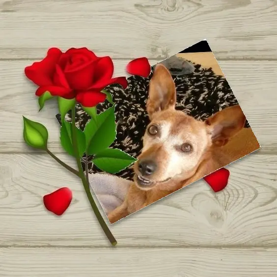 Andachtsbild von Jutta, Axel, Oscar und Rocky 