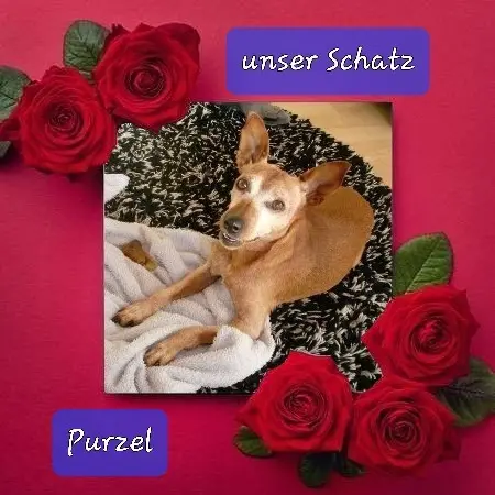 Andachtsbild von Jutta, Axel, Oscar und Rocky 