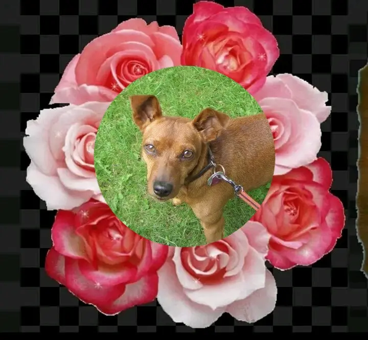 Andachtsbild von Jutta, Axel, Oscar und Rocky 