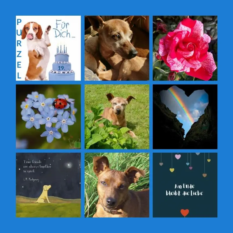 Andachtsbild von Alles Liebe zum 19. Geburtstag Purzel