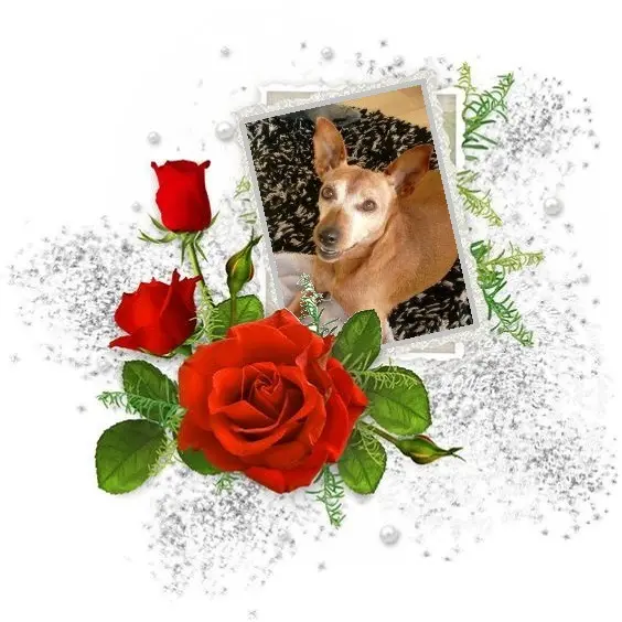 Andachtsbild von Jutta, Axel, Oscar und Rocky 