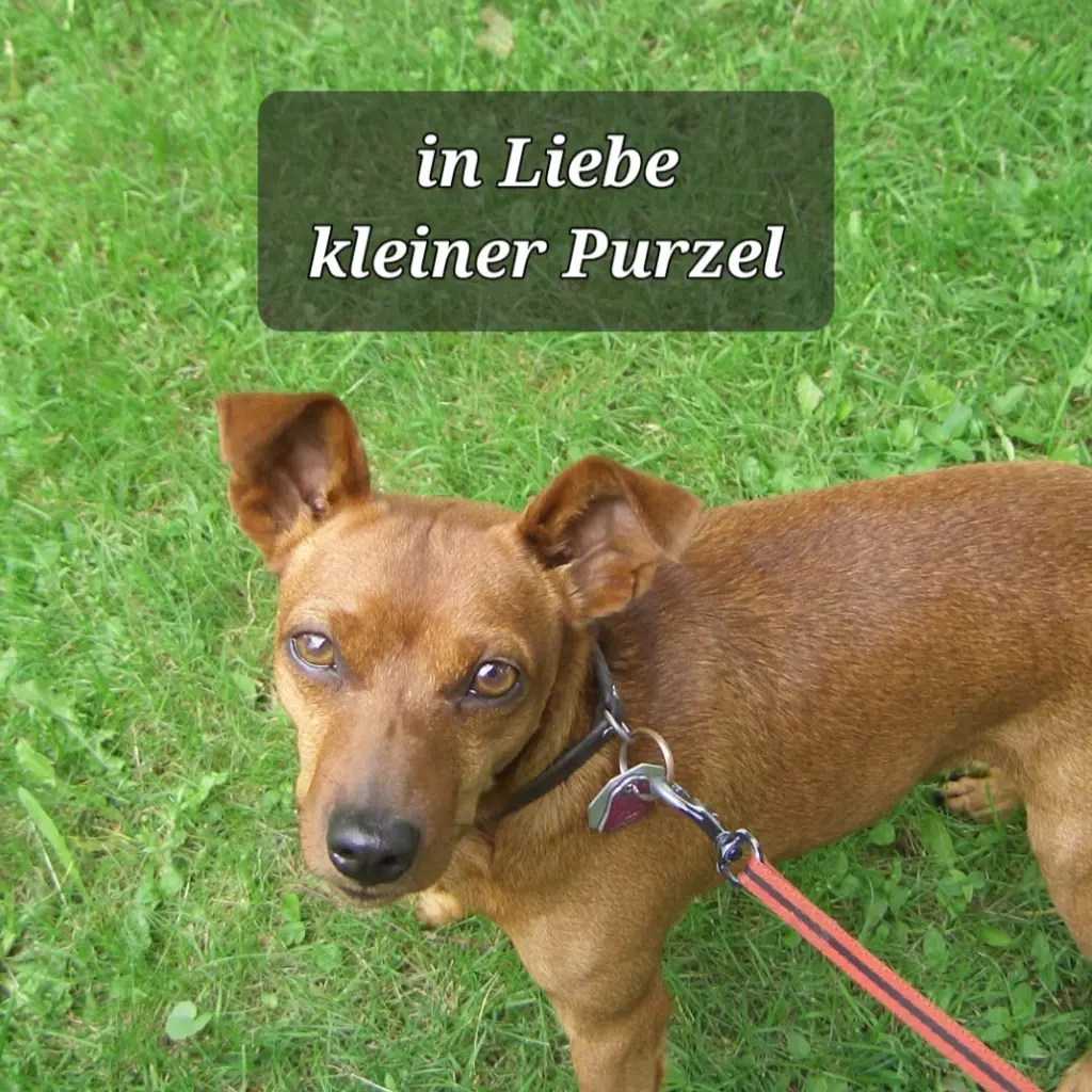 Andachtsbild von Jutta  Axel, Oscar und Rocky 