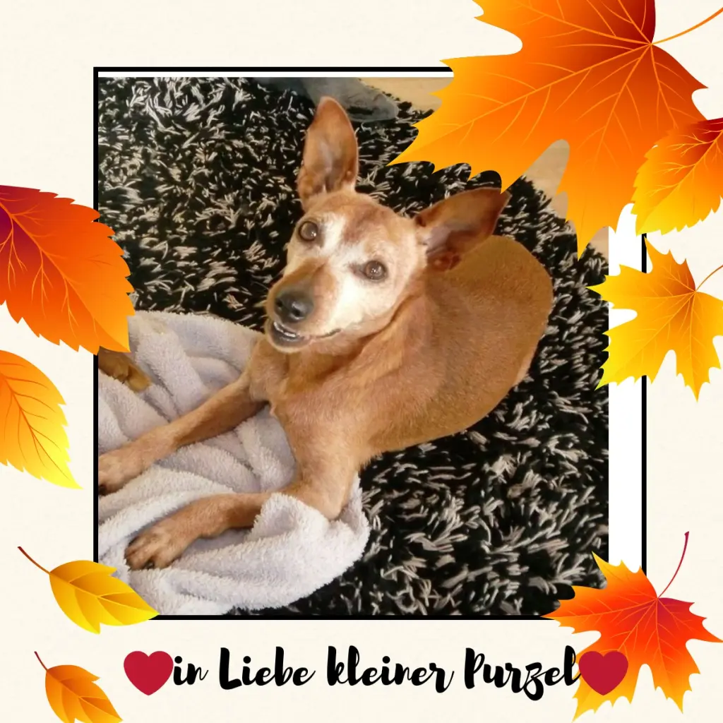 Andachtsbild von Jutta, Axel, Oscar und Rocky 