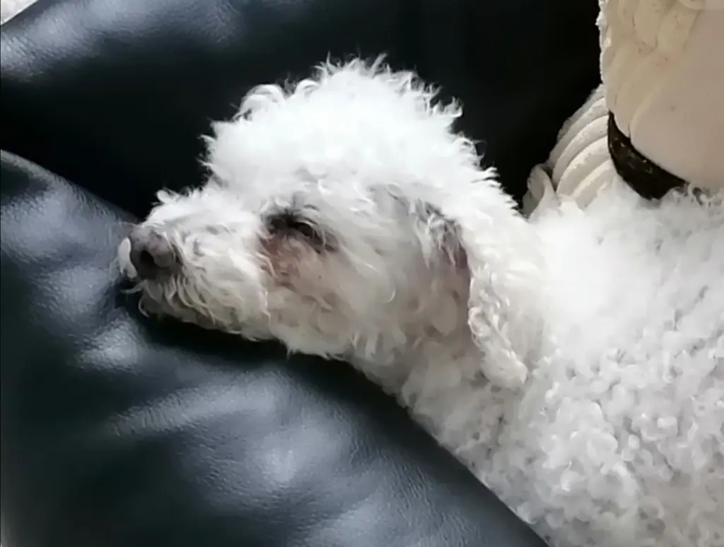 Andachtsbild von Gaby mit Snowy ❤️