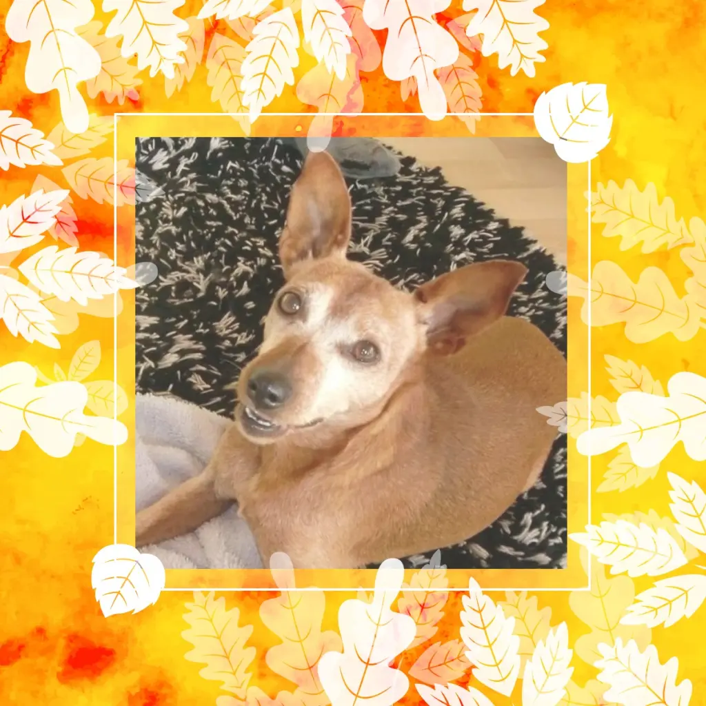 Andachtsbild von Jutta  Axel, Oscar und Rocky 