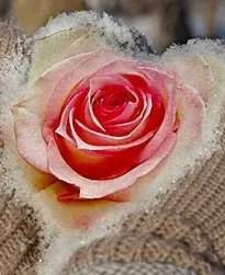 Andachtsbild von Gaby mit Snowy ❤️