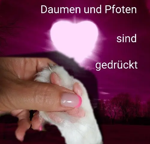 Andachtsbild von Für Jutta mit Purzel im Herzen und Oscar und Rocky an der Seite