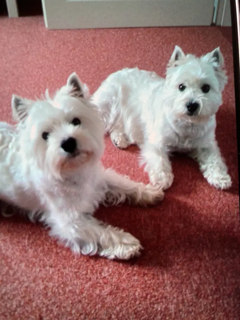 Andachtsbild von Sigrid