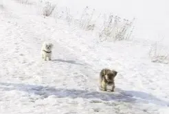 Andachtsbild von Snowy und die Rasselbande 