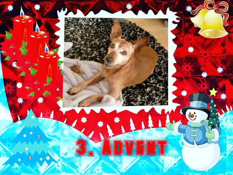 Andachtsbild von Jutta, Axel, Oscar und Rocky