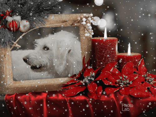 Andachtsbild von Marga mit Rambo u. Quiti im Herzen