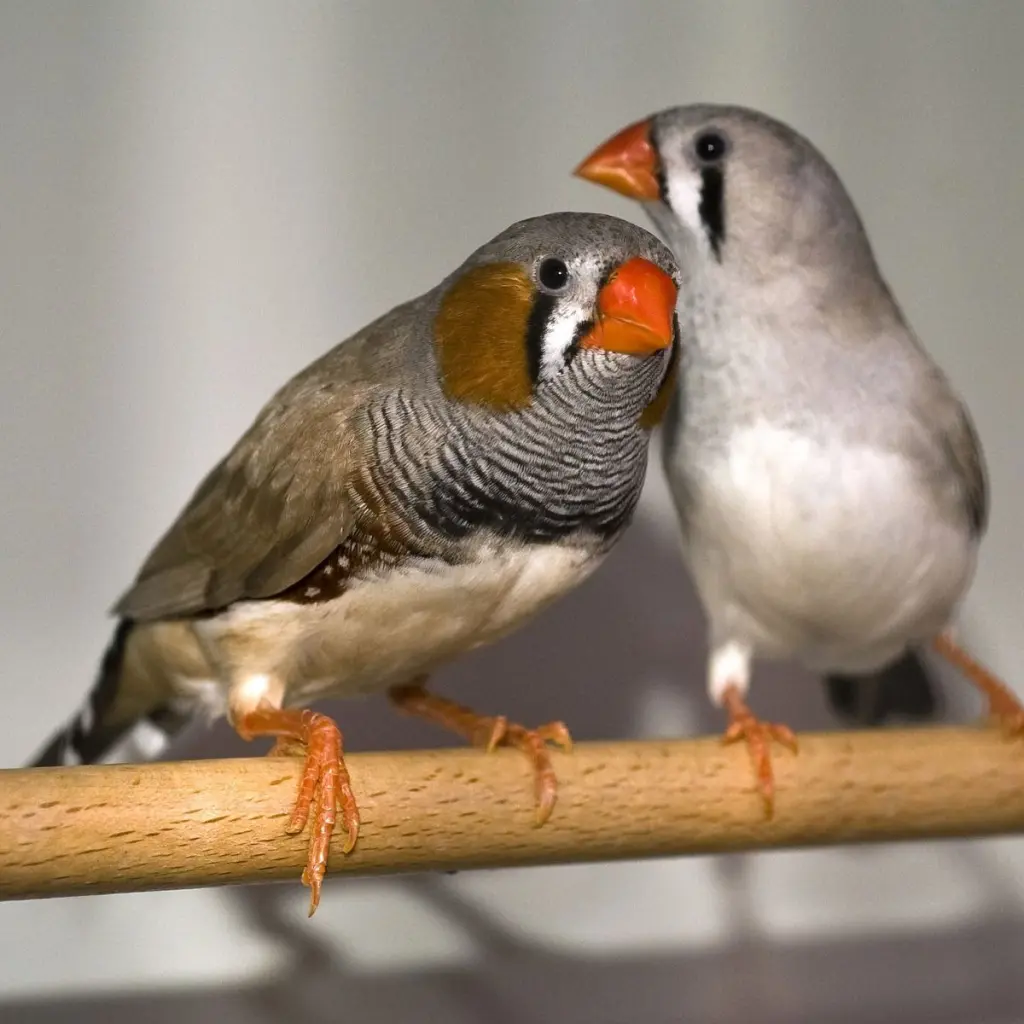 Andachtsbild von ❤️????Für Lobbi und Stinker????❤️ 