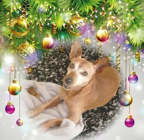 Andachtsbild von Frohe❤❤❤Weihnachten❤❤❤