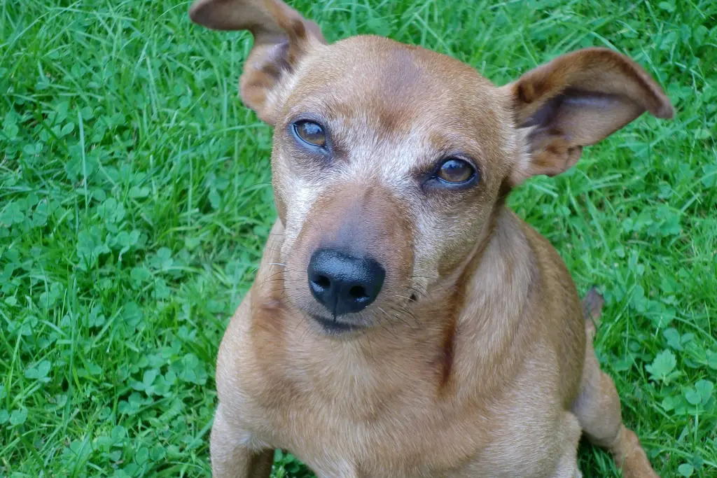 Andachtsbild von Jutta