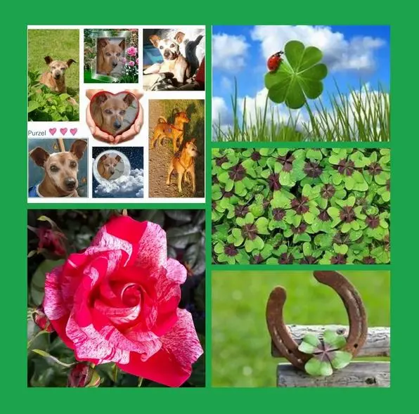 Andachtsbild von Eine Purzelrose zum Sonntag