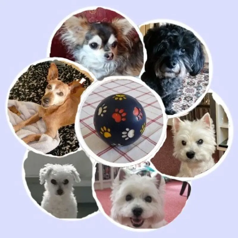 Andachtsbild von Elke und Horst mit Fiby ❤️