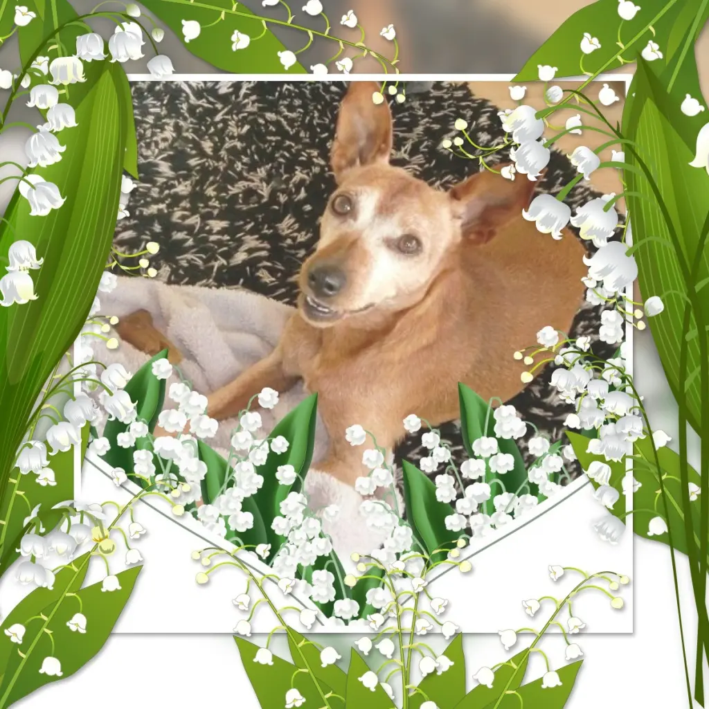 Andachtsbild von 1.Mai❤️Rosenchen❤️❤️❤️