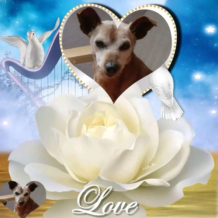 Andachtsbild von 7. Sternchen⭐️Gedenktag❤️❤️❤️❤️❤️❤️❤️