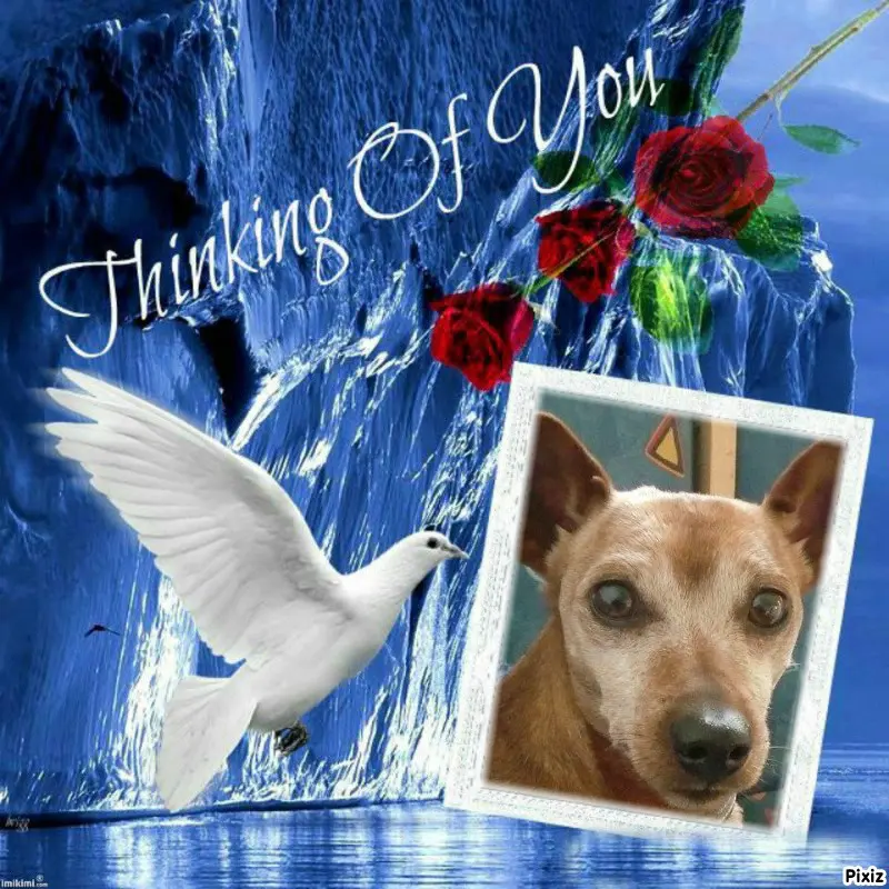 Andachtsbild von Tanja mit Timmy im Herzen