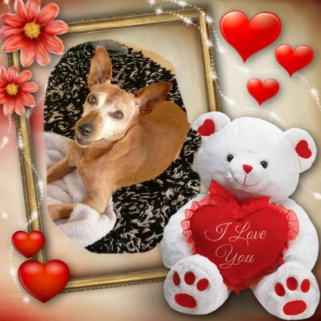 Andachtsbild von Sonntags❤️Rosen❤️❤️❤️❤️❤️❤️