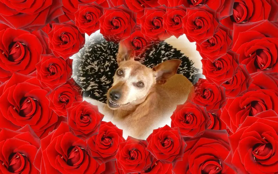 Andachtsbild von ❤️❤️❤️❤️❤️❤️❤️❤️❤️❤️❤️❤️