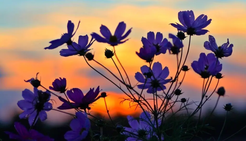 Andachtsbild von Gaby mit Snowy im Herzen 