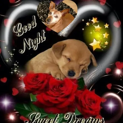 Andachtsbild von Gute Nacht❤️❤️❤️Purzelchen❤️⭐️