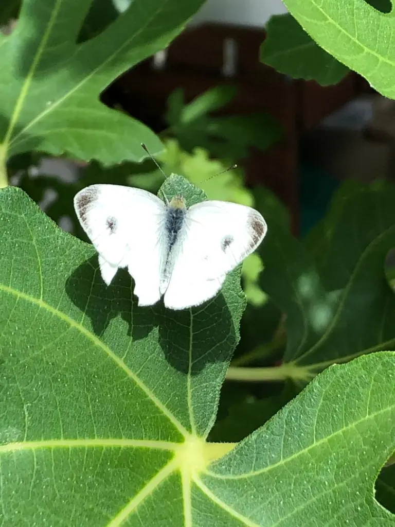 Andachtsbild von Eine Purzelrose für Jutta