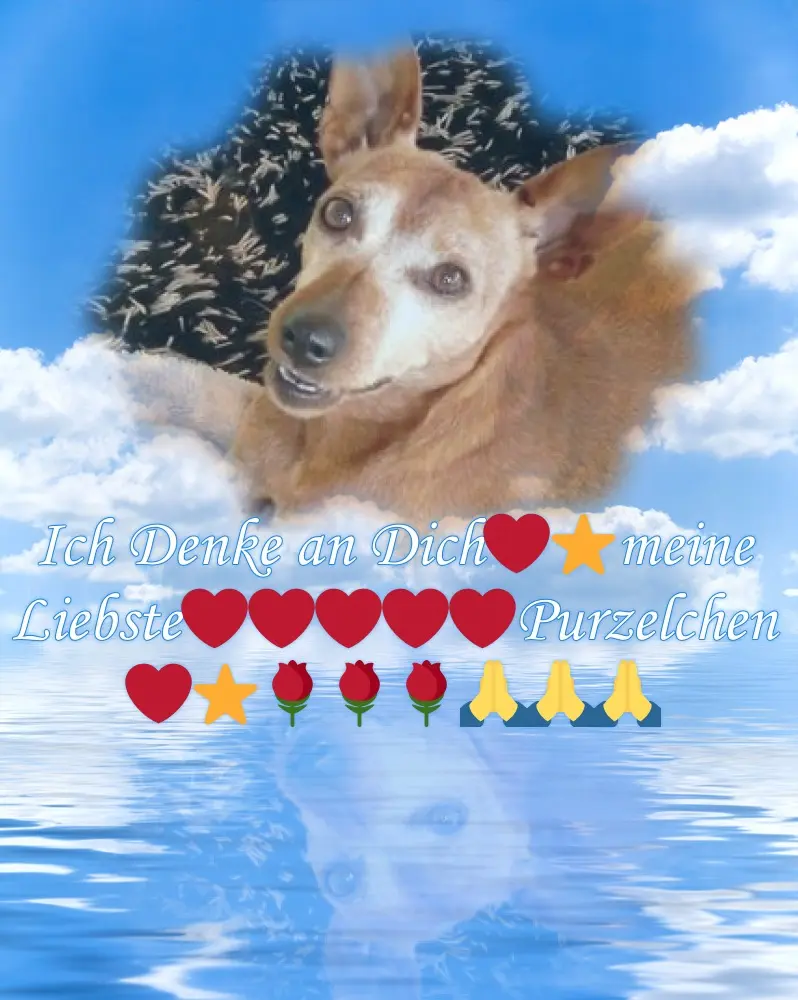 Andachtsbild von Fur Liebe❤️❤️❤️Purzelchen❤️⭐️