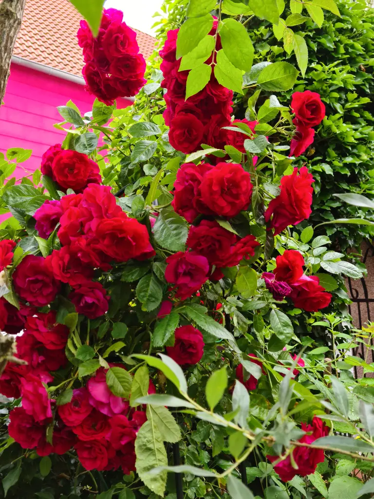 Andachtsbild von Unbekannt