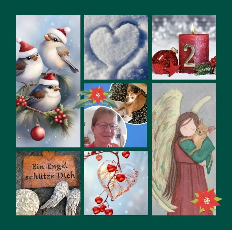 Andachtsbild von Eine Purzel-Rose zum 2. Advent für PJT