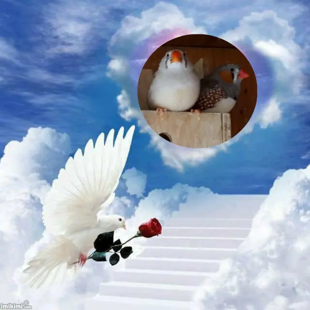 Andachtsbild von 3. Sternchen❤️❤️❤️Gedenktag❤️❤️❤️