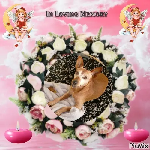 Andachtsbild von Sonntags❤️Rosen❤️❤️❤️❤️❤️❤️