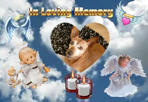 Andachtsbild von 8.Sternchen⭐️Gedenktag❤️❤️❤️❤️❤️❤️❤️❤️