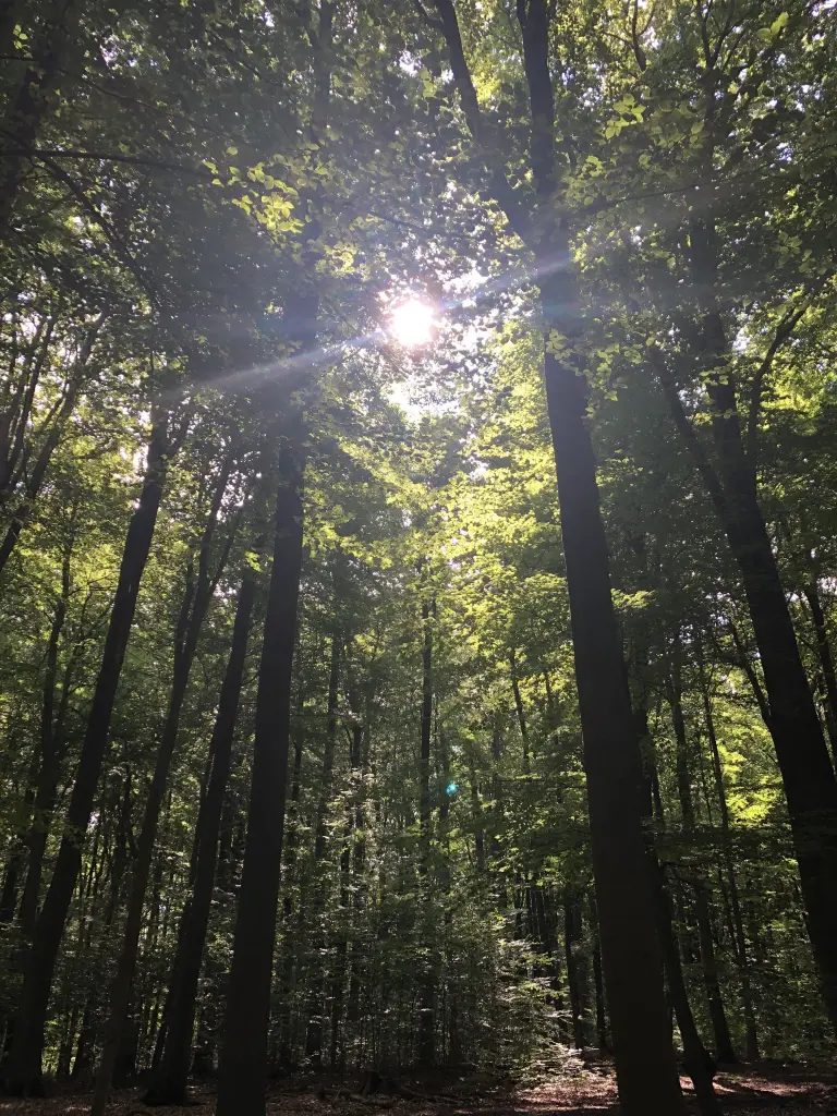 Andachtsbild von Happy birthday 