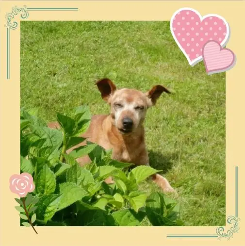 Andachtsbild von Rosen für Jutta und Purzel zum Geburtstag