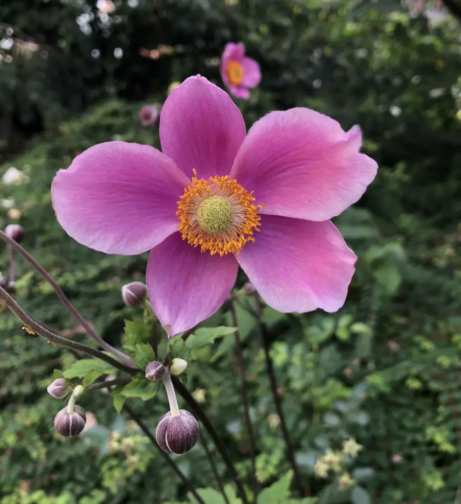 Andachtsbild von Happy birthday Purzel