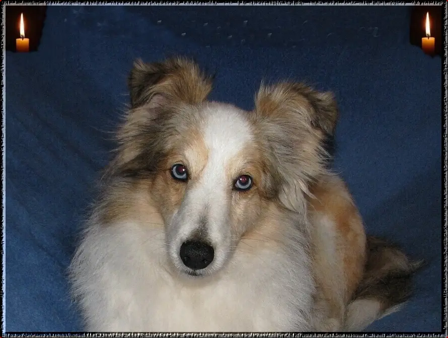 Andachtsbild von Margit und Klaus, Collie in Not