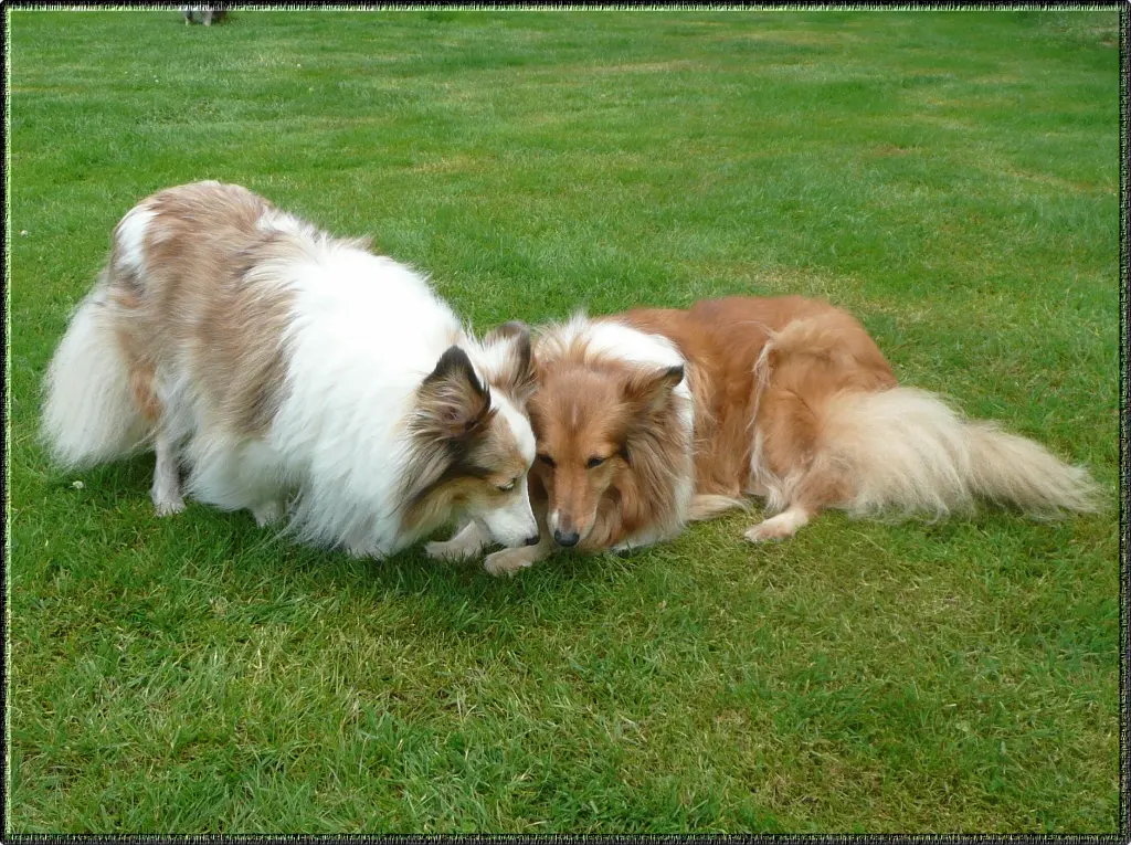 Andachtsbild von Collie in Not