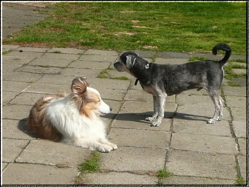 Andachtsbild von Collie in Not