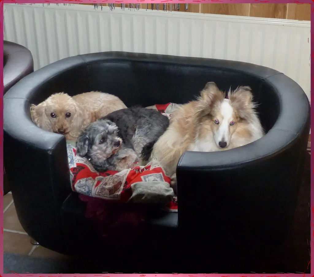 Bild von Luzie