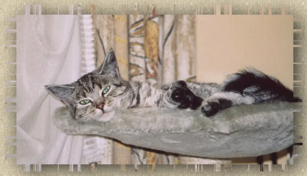 Condolence image of Birgitt
